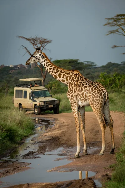 Masai Girafa Bloqueia Estrada Inundada Para Jipe — Fotografia de Stock