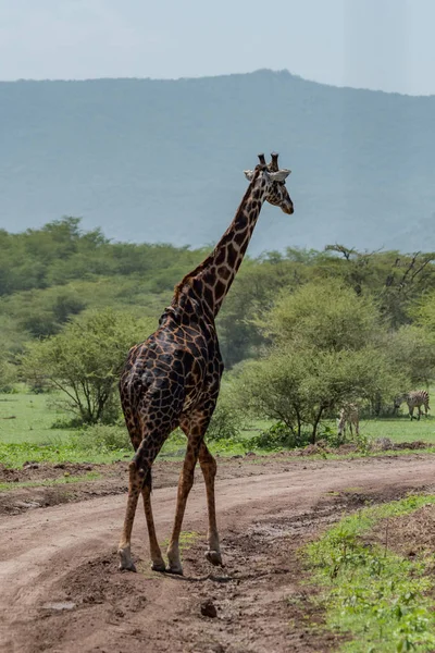 Masai Girafa Cruza Pista Sujeira Savana — Fotografia de Stock