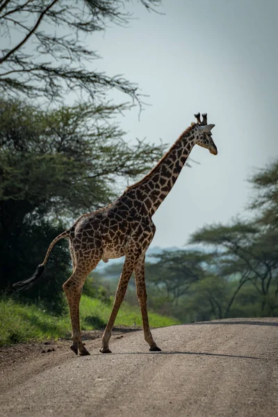 Masai Girafa Cruzes Pista Alinhada Por Árvores — Fotografia de Stock