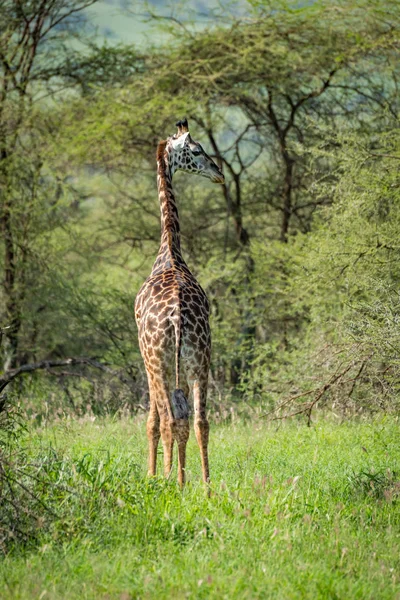 Girafa Masai Olha Sobre Ombro Clareira — Fotografia de Stock