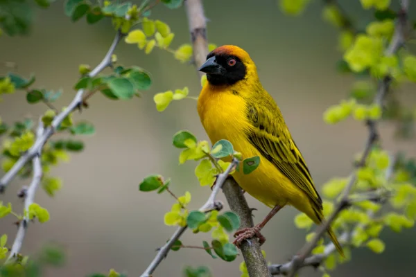 Oiseau Tisserand Masqué Sur Caméra Face Branche — Photo