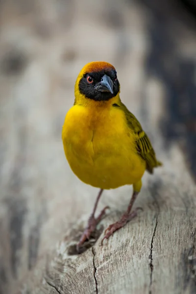 Masked weaver bird on log looking angry