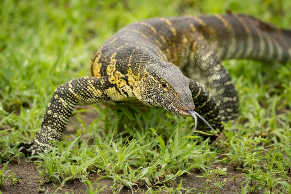 Monitor Lagarto Arrastra Hacia Adelante Sacando Lengua — Foto de Stock