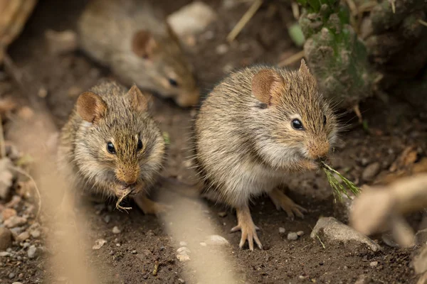 Ratones Comiendo Entre Rocas Vistas Través Ramas — Foto de Stock