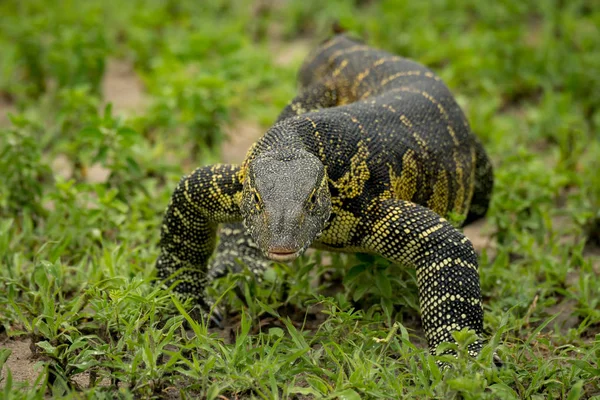 Monitor Lizard Crawls Grass Camera — Stock Photo, Image