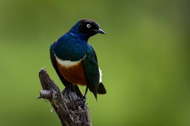 Süper starling sağda ölü şube görünüyor