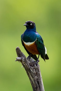 Süper starling ölü dalda sol görünüyor