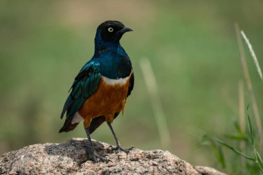 Rock güneşiyle mükemmel starling tünemiş