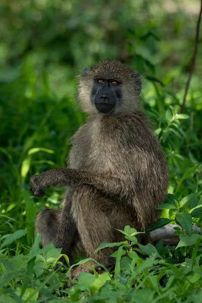 올리브 원숭이 무릎에 — 스톡 사진