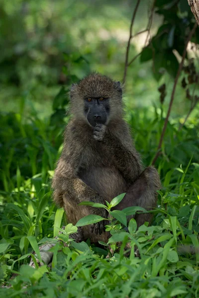 Babuíno Azeitona Senta Com Punho Para Queixo — Fotografia de Stock