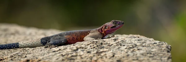 Panorama Lagarto Macho Agama Primer Plano — Foto de Stock