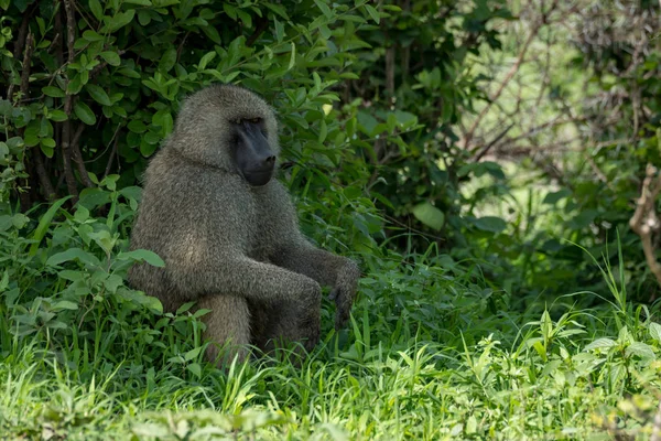 Olive Baboon Sitting Hands Knees — Stock Photo, Image