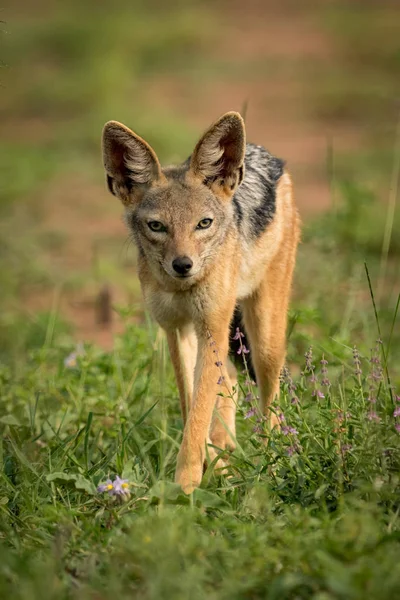 Silver Backed Jackal Stands Facing Camera Flowers — Stock Photo, Image