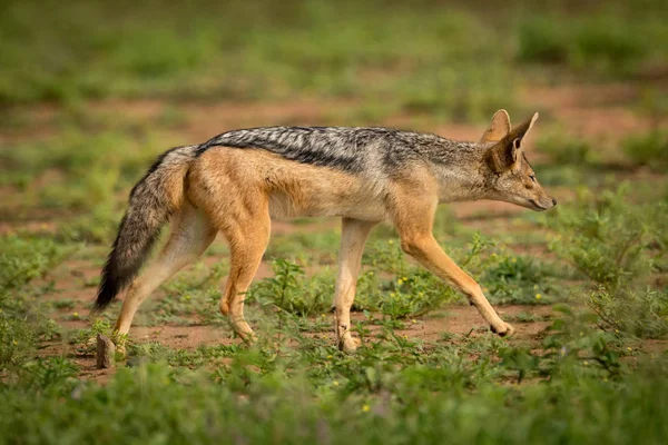 Silver Backed Jackal Walks Flowers Sunshine — Stock Photo, Image