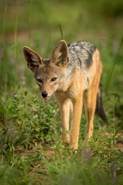 Chacal Argenté Trotte Vers Caméra Travers Herbe — Photo