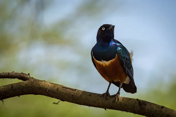 Superb starling on branch with head turned