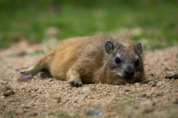 Ροκ Hyrax Αυξήθηκαν Ξαπλωμένος Στην Άμμο Μπροστά Κάμερα — Φωτογραφία Αρχείου