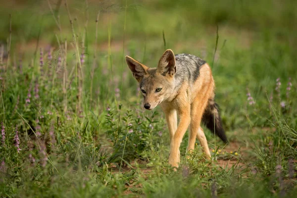 Silver Backed Jackal Walks Camera Grass — Stock Photo, Image