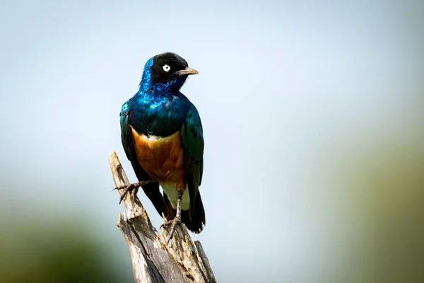 Superb Starling Standing Dead Tree Stump — Stock Photo, Image