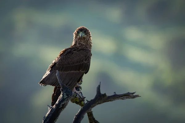 Tawny Eagle Facing Camera Twisted Branch — Stock Photo, Image