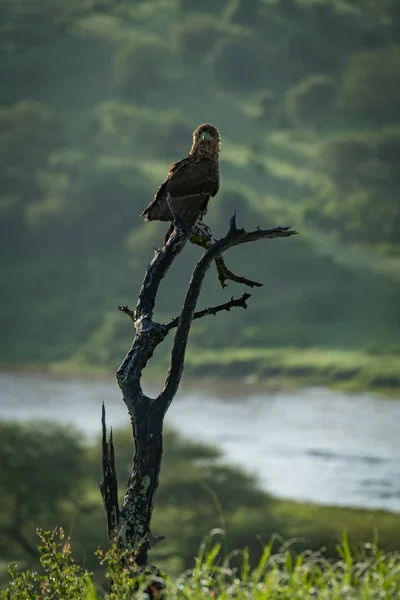 Орел Тауні Вид Камерою Річкою Позаду — стокове фото