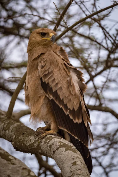 Tawny Αετός Στο Δέντρο Αναστατωμένα Φτερά — Φωτογραφία Αρχείου