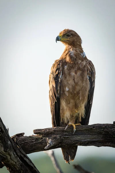 Águila Tawny Mirando Izquierda Rama Muerta —  Fotos de Stock