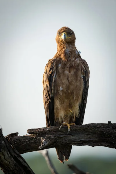 Águia Tawny Câmera Virada Para Galhos Mortos — Fotografia de Stock