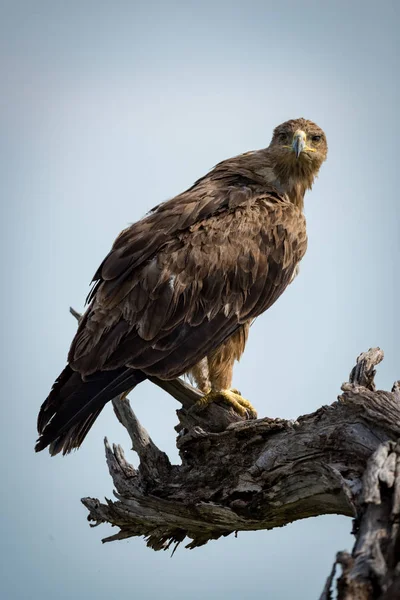 Tawny Eagle Facing Camera Dead Branch — Stock Photo, Image
