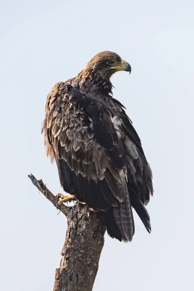 Tawny Αετός Στο Κούτσουρο Δέντρο Γυρίζοντας Κεφάλι — Φωτογραφία Αρχείου