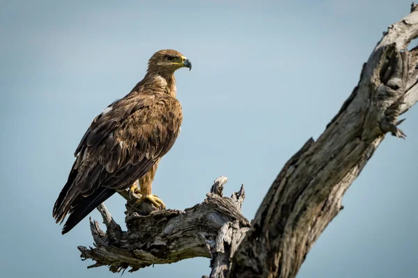 Tawny Aquila Piedi Tronco Albero Morto — Foto Stock