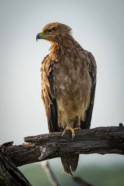 Tawny Eagle Vrida Huvudet Kvar Trädet — Stockfoto