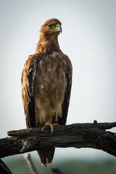 Tawny Adler Streckt Hals Auf Verdrehtem Baum — Stockfoto