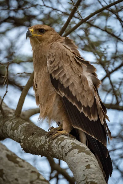 Tawny eagle with ruffled feathers on branch