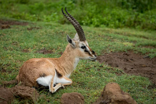 Thomson Gazelle Deitado Grama Olhando Para Direita — Fotografia de Stock