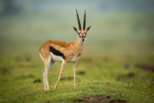 Gazelle Thomson Recule Patte Avant Sur Monticule — Photo