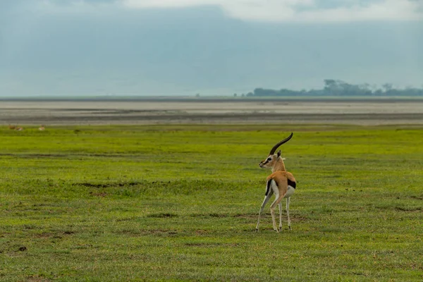 Thomson Gazelle Grassland Sandflats — Stock Photo, Image