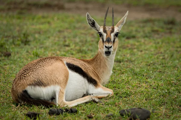 Thomson Gazelle Abre Boca Deitado Grama — Fotografia de Stock