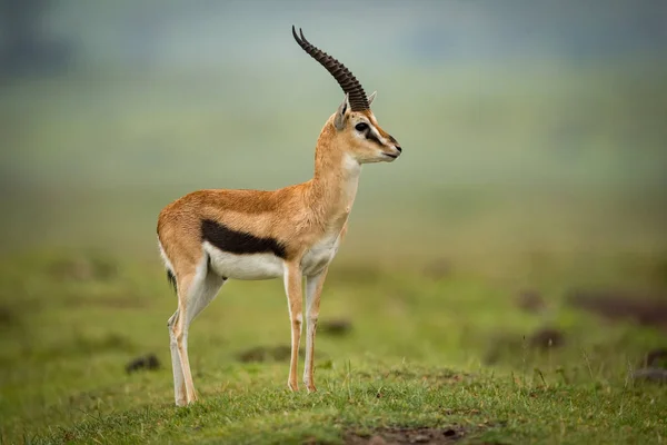 Thomson Gazelle Steht Profil Auf Einem Hügel — Stockfoto