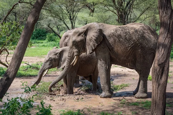 三非洲大象在泥泞的水洞里 — 图库照片
