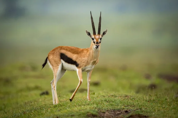 Thomson Gazelle Stands Facing Camera Mound — Stock Photo, Image