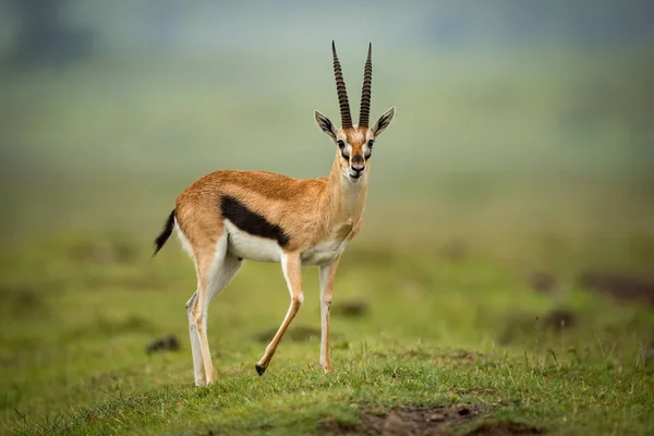 Thomson Gazelle Fica Frente Para Câmera Monte — Fotografia de Stock