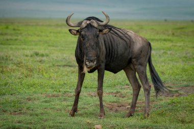 Beyaz sakallı wildebeest savannah kameraya bakıp