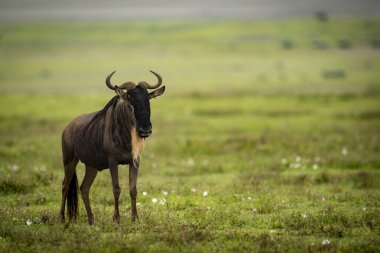 Beyaz sakallı wildebeest ayakta otlak ortasında