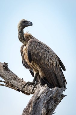 White-backed vulture turning head on dead tree clipart