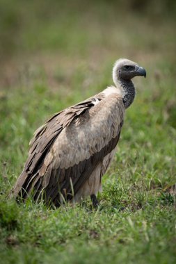 Ak sırtlı akbabası çimenli düz profil üzerinde