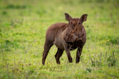 Yüz için warthog kafa ile açık