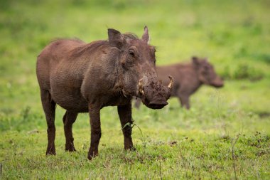 Kamera başka bir arka plan ile karşı karşıya warthog standları