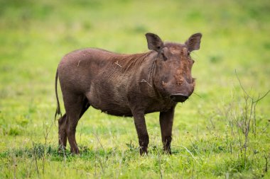 Otlak kamerada bakıp warthog ayakta