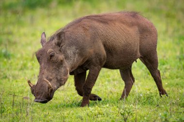 Warthog ışığında çimenli alan genelinde yürüyüş